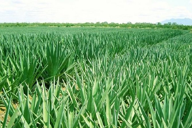 Sisal plantation in Tanga region