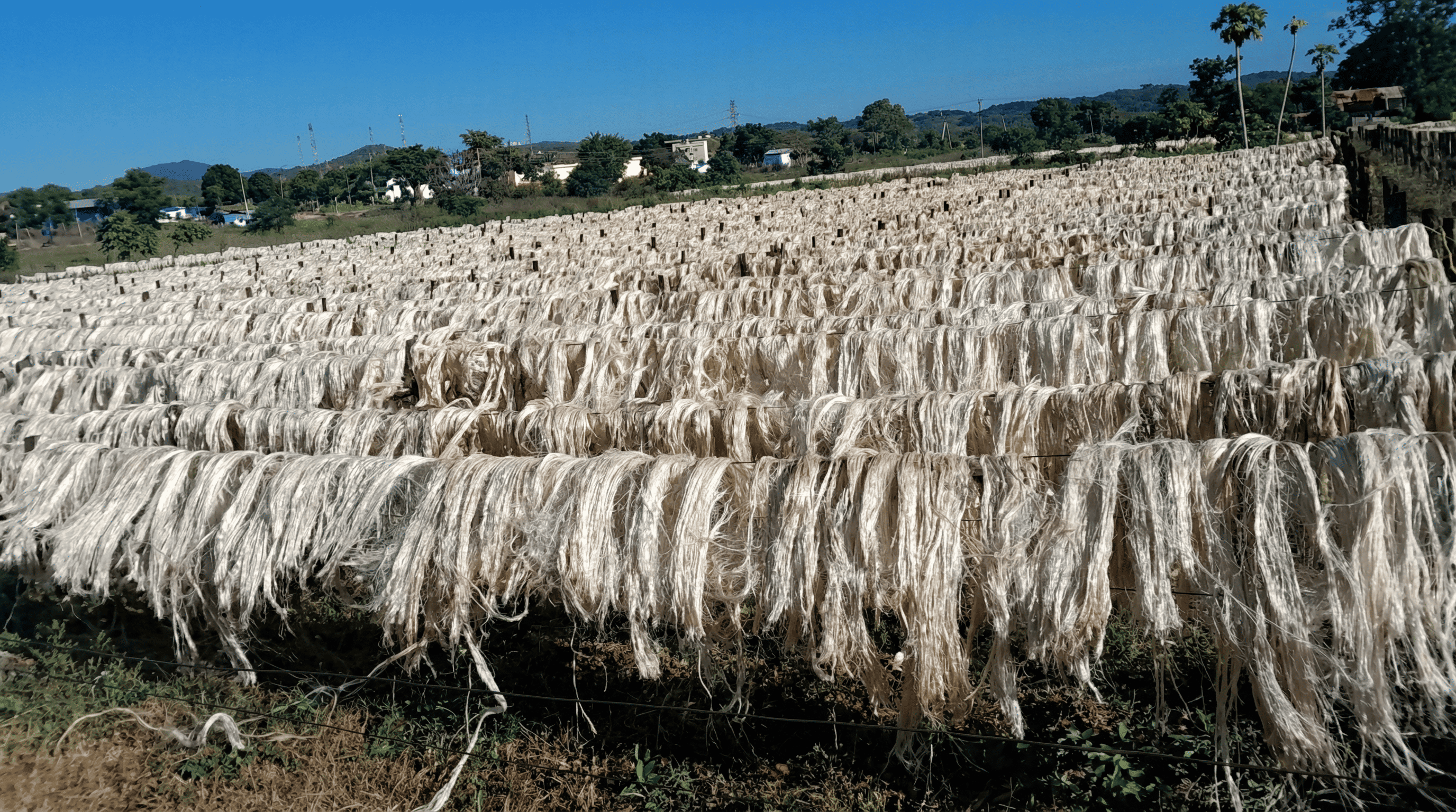 Sisal Fiber Drying