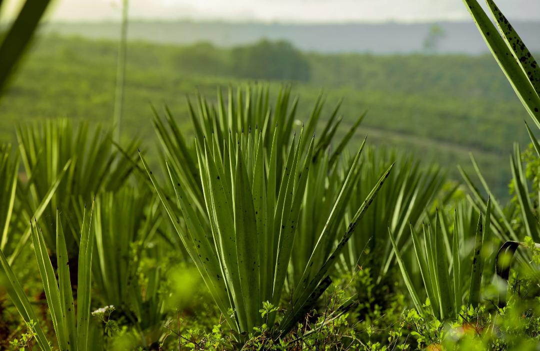 Historical sisal plantation